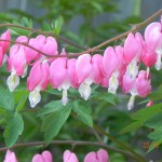 bleeding hearts