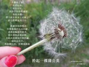 dandelion1